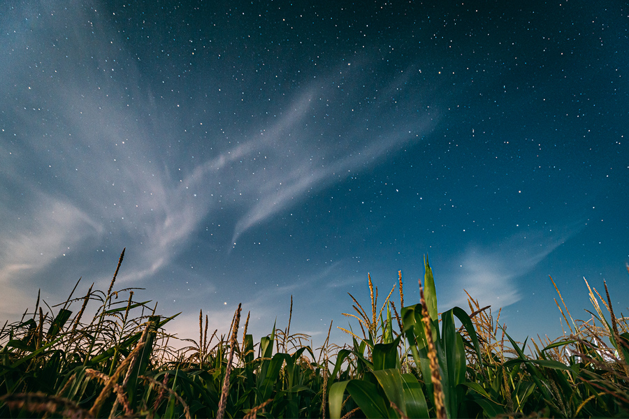 Cornfield Constellations by Liza Sofia