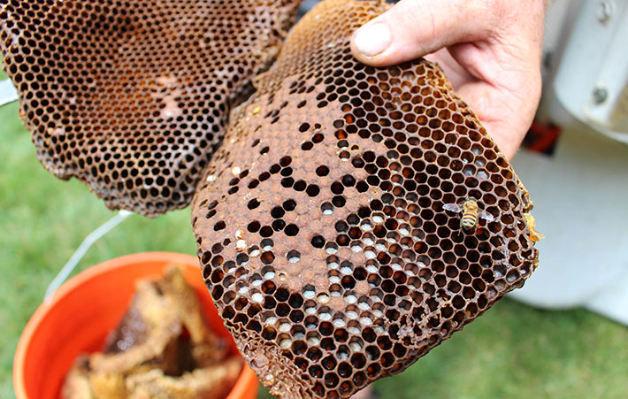 honey comb with larvae