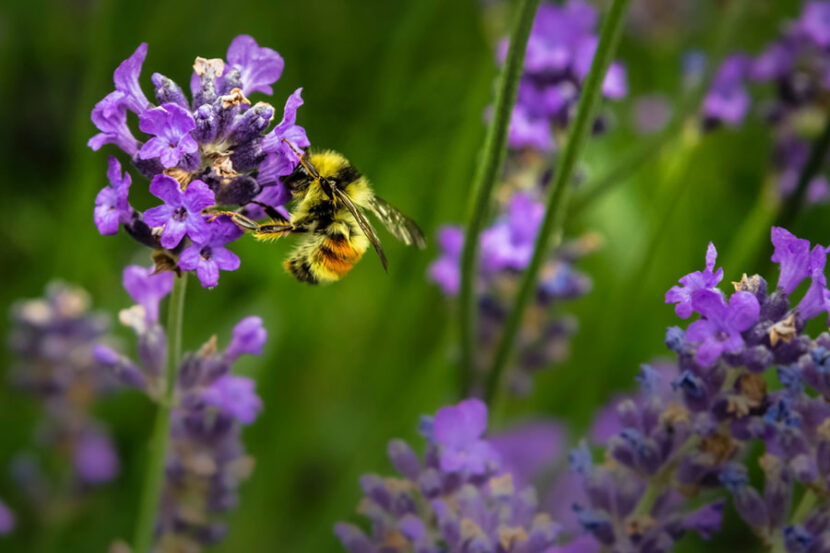 fuzzy bee on purple flower