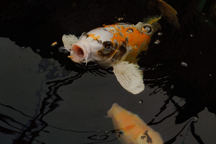 koi fishes on surface of water
