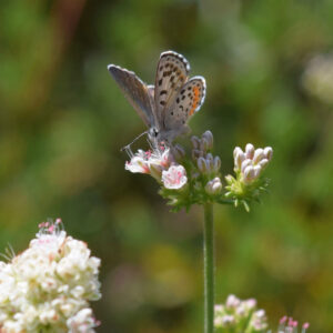 Moth alighted on a flower in the sunshine