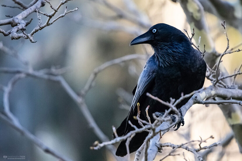 Raven on branch