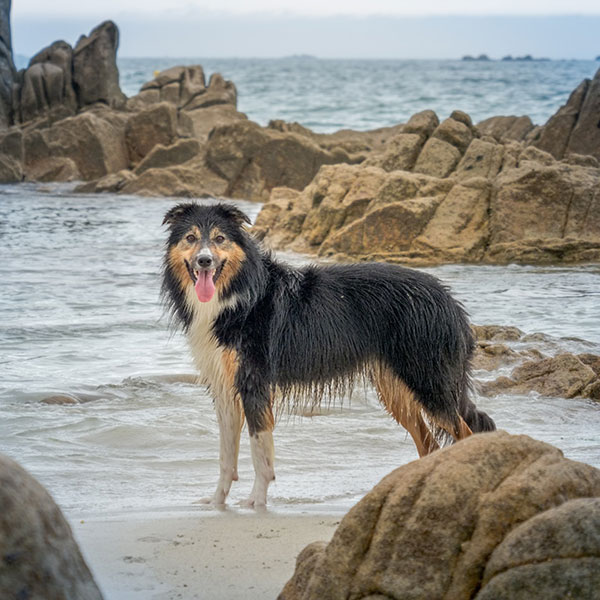 Border Collie on a beach, wet and smiling