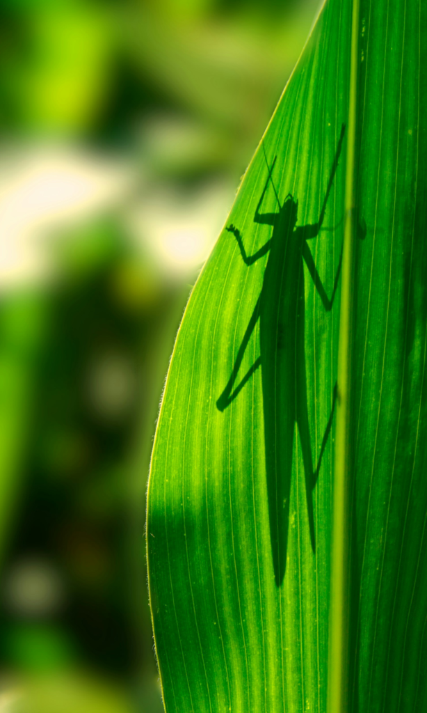 One Illuminated Grasshopper on the Back of a Green Leaf