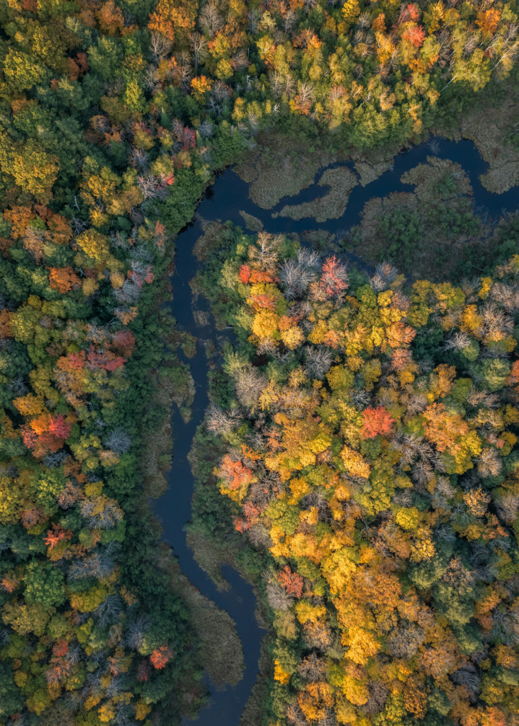 Birds eye View of Meandering River surrounded by red and orange autumnal trees