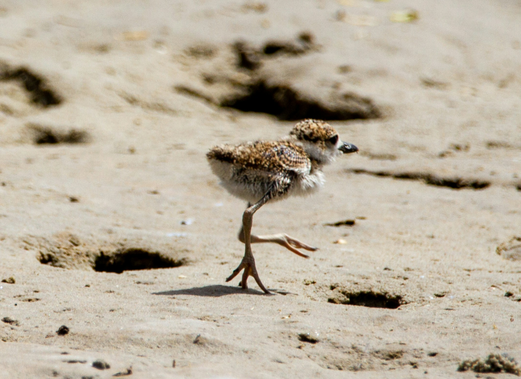 Small White and Brown Bird Standing in Sand