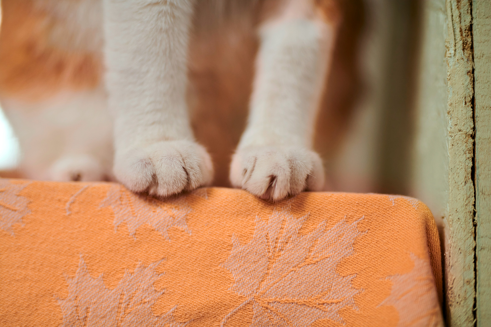 Close up of white cat's paws on a yellow chair.