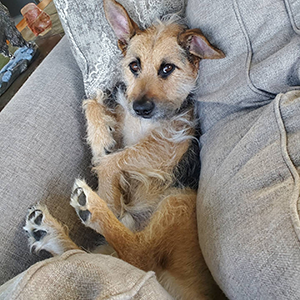 Photo of a small terrier-mix dog lying on its back among pillows on a sofa.