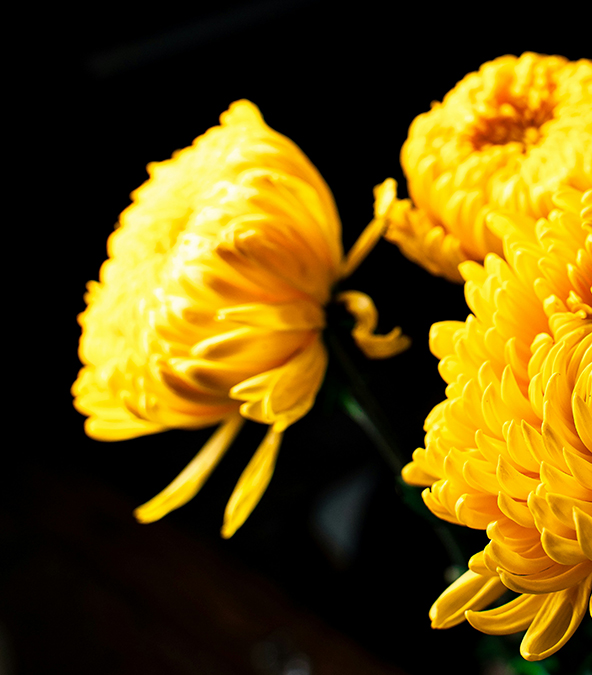 Brilliant yellow flowers, in macro, on black background.