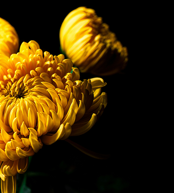 Bright yellow flowers against black background.