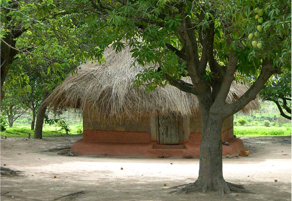 Photo of a round mud house with a thatched roof and a mango tree in front.