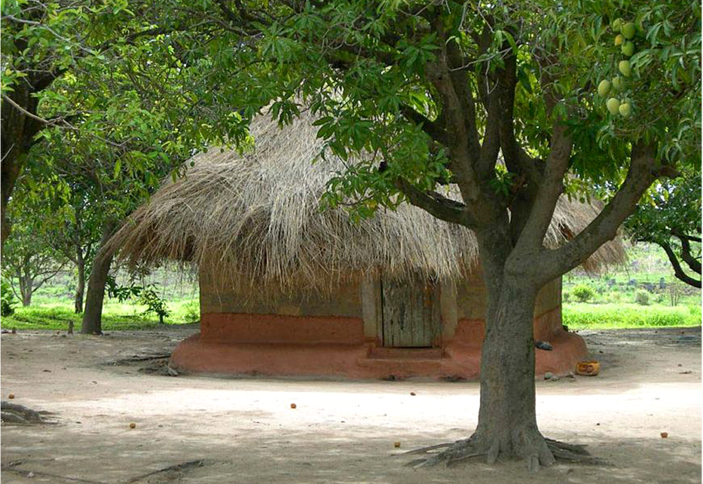 Photo of a round mud house with a thatched roof and a mango tree in front.