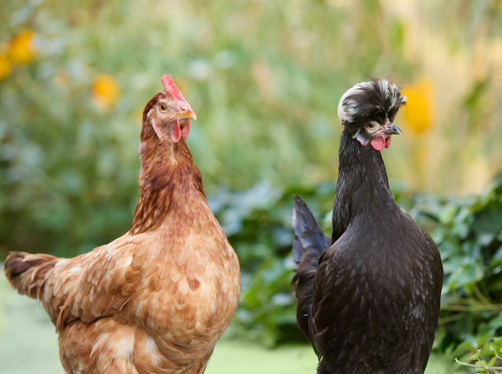 Photo of a Polish hen standing next to another hen.