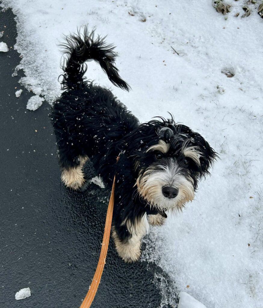 Photo of a fluffy black and brown puppy, walking on a leash in the snow.
